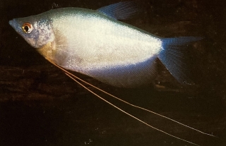 Trichogaster microlepsis ou gourami clair de lune.